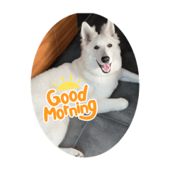 Alex the White Swiss Shepherd 1
