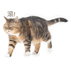 陳圓圓厭世日誌（1）