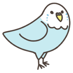 budgerigar(blue)