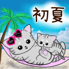 Amerlcan shorthair cat and kitten summer