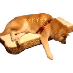ringo_20220607011448
