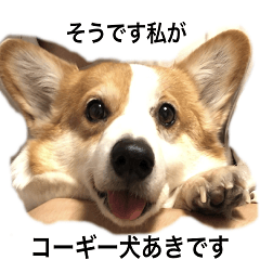 コーギー犬あきのスタンプ