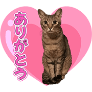 OOHASHIKENOKODOMOTACHI