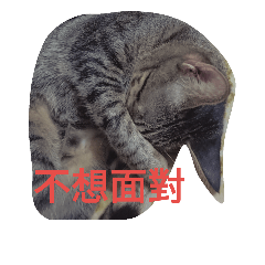 虎莎兄妹
