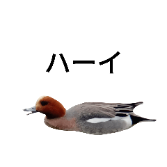 yukari_20220607124811