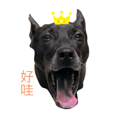 台灣犬Money 2