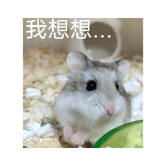 毛毛啾