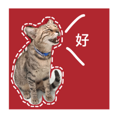 呆呆浪浪日常