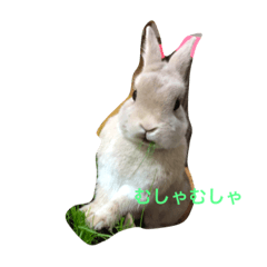 rabbit_20220608013335