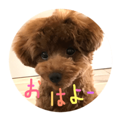 toy-- poodle