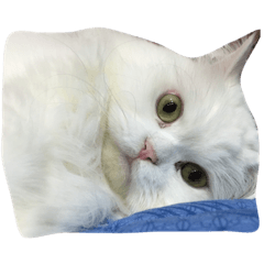 My Lovely Cat Momo ❤️