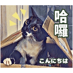 Cat languages with simple CN/JP