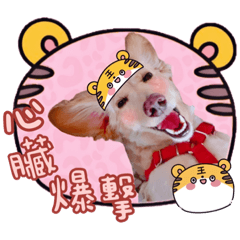 我是可愛的豆豆（小老虎篇）