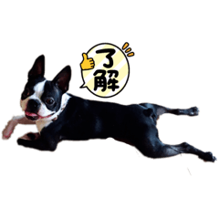 chocomint_20220608151722