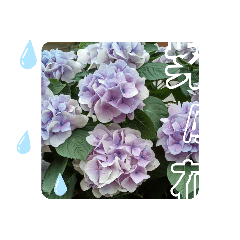 shonan7187_20220608152534