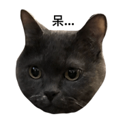 baby-cat