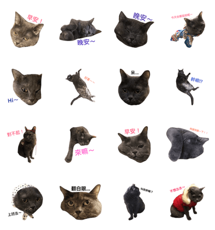 baby-cat