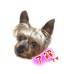 チョコマル　スタンプ