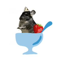チンチラまるちゃんⅡ