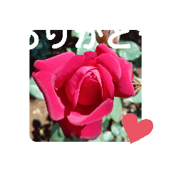 shonan7187_20220608202825