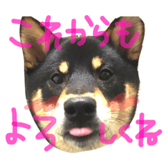 kurosiba YAMATO