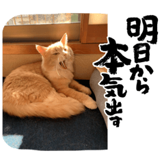 shiho_20220609125614