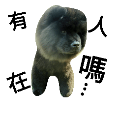 Happy New Year chow chow