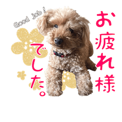 Cutty dog Aloha! toy poodle