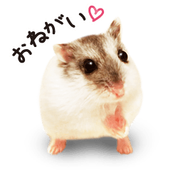 hamster umaru