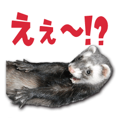 Funny pretty ferret Sticker vol.1