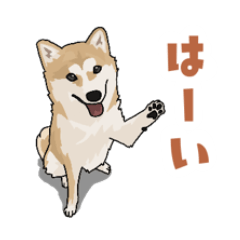 Mame-Shiba2