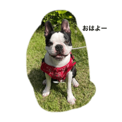 Boston terrier upy 1