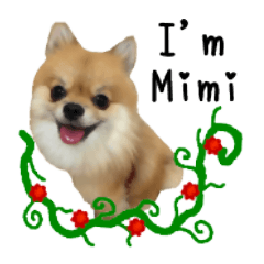 Mimi the cute Pomeranian(2)