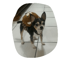 Old Chihuahua