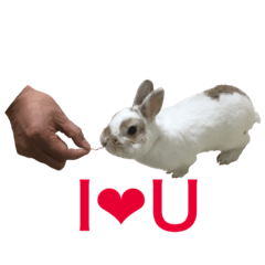 Cute rabbit Conito-san 4
