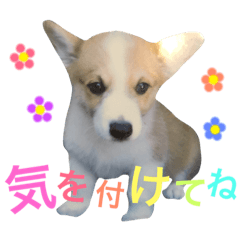 assh STAMP and STICER!!