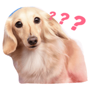 Pet dog conan