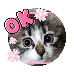 mie's&nbsp; &nbsp;cute&nbsp; &nbsp;stanp