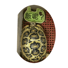 平安龜日常生活