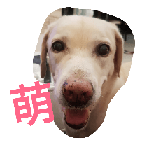 吃貨休米~拉布拉多