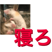 Our panda mouse 8.suyasuya