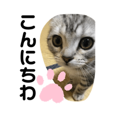 ebineko_20220610215214