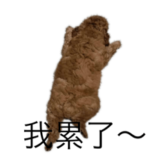 波妞狗狗