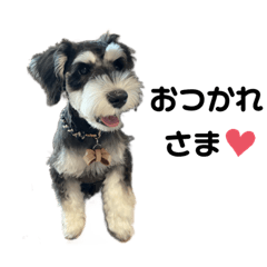 チビ様❤ミニチュアシュナウザー お風呂桶オブジェ♡印鑑スタンド チビ様❤ミニチュアシュナウザー お風呂桶オブジェ♡印鑑スタンド