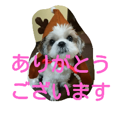 シーズー犬ココの日常2