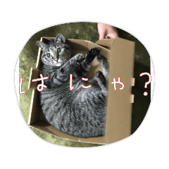 toranosuke_2022