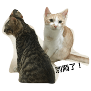 1,2,3 cat