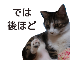 Talking with Cat Mofu Episode2