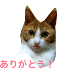cat&boy.