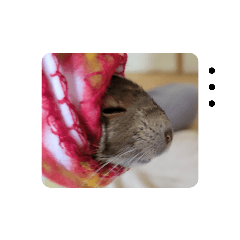 yotubainu_20220611084809